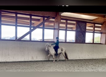 Icelandic Horse, Mare, 9 years, 14 hh, Palomino