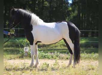 Icelandic Horse, Mare, 9 years, 14 hh, Pinto