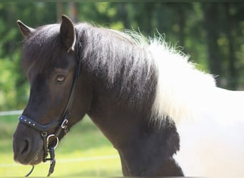 Icelandic Horse, Mare, 9 years, 14 hh, Pinto