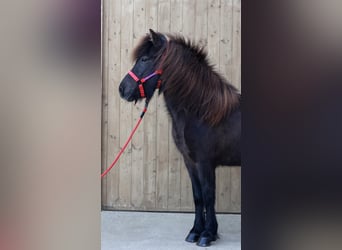 Icelandic Horse, Mare, 9 years, Black