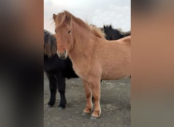 Icelandic Horse, Mare, 9 years, Dun