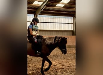 Icelandic Horse, Mare, 9 years, Dun