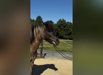 Icelandic Horse, Mare, 9 years, Dun