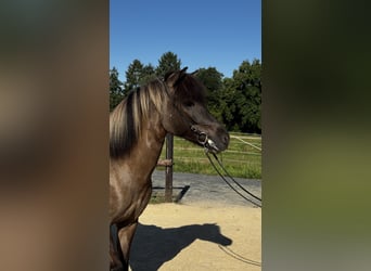 Icelandic Horse, Mare, 9 years, Dun