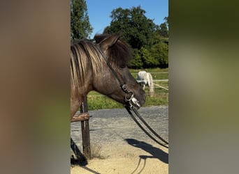 Icelandic Horse, Mare, 9 years, Dun