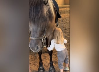 Icelandic Horse, Mare, 9 years, Dun