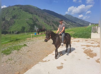 Icelandic Horse, Mare, 9 years