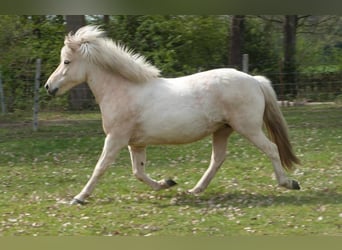 Icelandic Horse, Mare, 9 years, Palomino