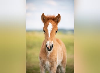 Icelandic Horse, Mare, Foal (05/2023), 11.2 hh, Chestnut-Red