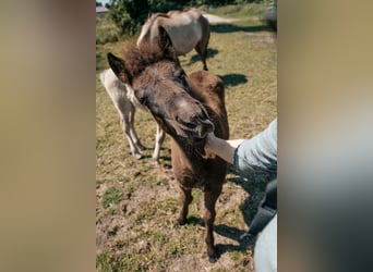 Icelandic Horse, Mare, Foal (04/2025), 13.2 hh, Black
