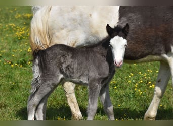 Icelandic Horse, Mare, Foal (05/2024), 13.2 hh, Overo-all-colors