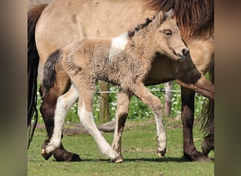 Icelandic Horse, Mare, Foal (05/2023), 13.2 hh, Pinto