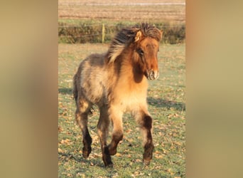 Icelandic Horse, Mare, Foal (07/2023), 13.2 hh, Roan-Bay