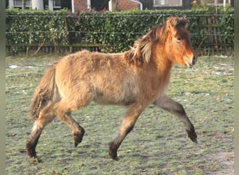 Icelandic Horse, Mare, Foal (07/2023), 13.2 hh, Roan-Bay