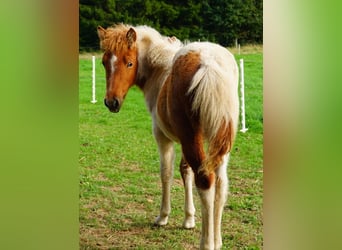 Icelandic Horse, Mare, Foal (06/2023), 13.2 hh, Roan-Red