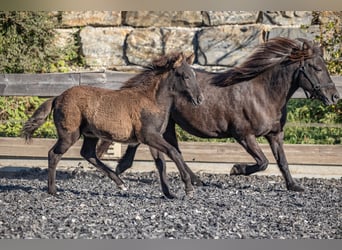 Icelandic Horse, Mare, Foal (07/2026), 13.3 hh, Black