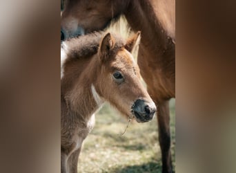Icelandic Horse, Mare, Foal (05/2025), 13.3 hh, Pinto