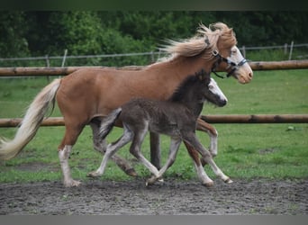 Icelandic Horse, Mare, Foal (01/2025), 13,2 hh, Black