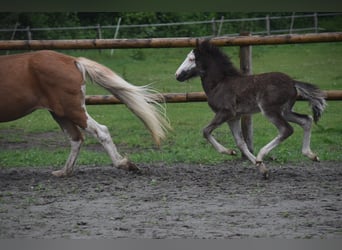 Icelandic Horse, Mare, Foal (01/2025), 13,2 hh, Black