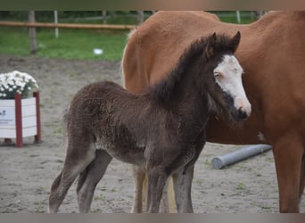 Icelandic Horse, Mare, Foal (01/2025), 13,2 hh, Black