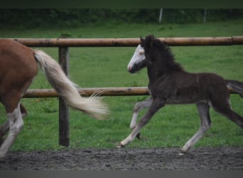 Icelandic Horse, Mare, Foal (01/2025), 13,2 hh, Black
