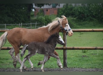 Icelandic Horse, Mare, Foal (01/2025), 13,2 hh, Black