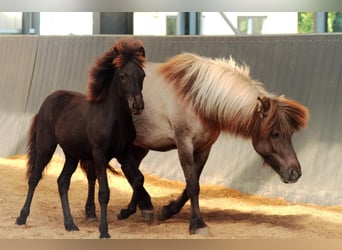 Icelandic Horse, Mare, Foal (04/2025), 13,2 hh, Black