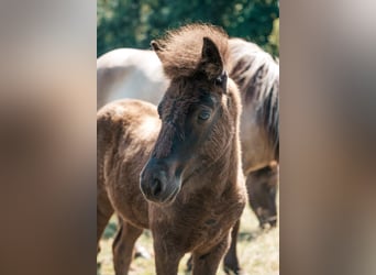 Icelandic Horse, Mare, Foal (04/2025), 13,2 hh, Black