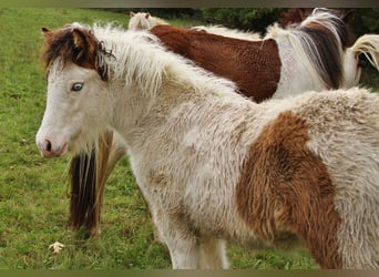 Icelandic Horse, Mare, Foal (05/2025), 13,2 hh, Pinto