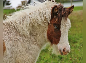 Icelandic Horse, Mare, Foal (05/2025), 13,2 hh, Pinto