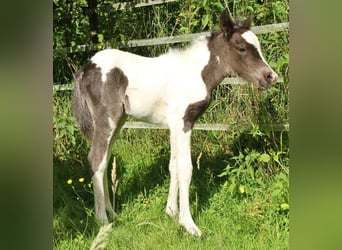 Icelandic Horse, Mare, , 13,2 hh, Pinto
