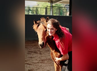 Icelandic Horse, Mare, Foal (03/2025), 14.1 hh, Brown