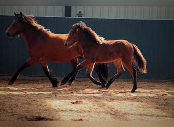 Icelandic Horse, Mare, Foal (03/2025), 14.1 hh, Brown