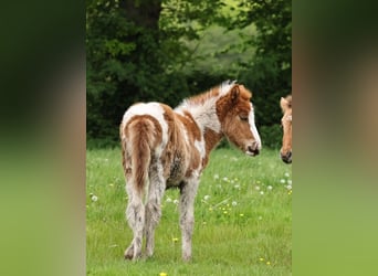 Icelandic Horse, Mare, Foal (04/2024), 14.1 hh, Pinto
