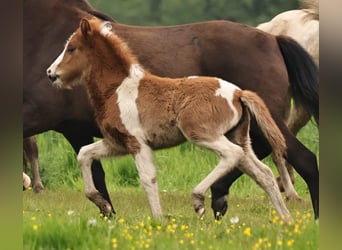 Icelandic Horse, Mare, Foal (04/2024), 14.1 hh, Pinto