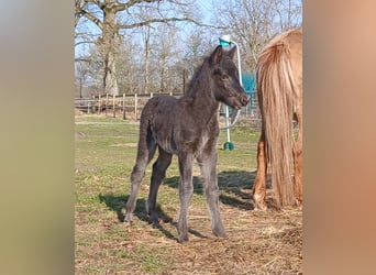 Icelandic Horse, Mare, Foal (03/2025), 14,1 hh, Black
