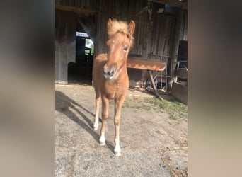 Icelandic Horse, Mare, Foal (06/2025), 14,1 hh, Chestnut-Red