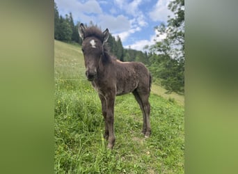 Icelandic Horse, Mare, Foal (04/2025), Black