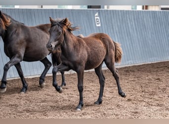 Icelandic Horse, Mare, Foal (03/2026), Black