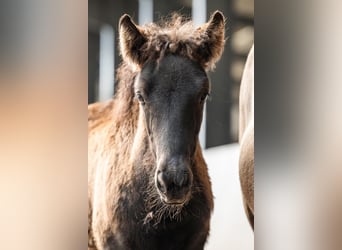 Icelandic Horse, Mare, Foal (07/2026), Black