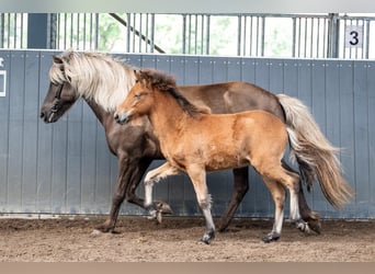 Icelandic Horse, Mare, Foal (05/2026), Brown