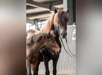 Icelandic Horse, Mare, Foal (06/2026), Brown