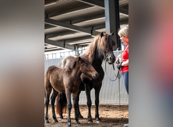 Icelandic Horse, Mare, Foal (06/2026), Brown
