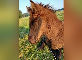 Icelandic Horse, Mare, Foal (06/2024), Brown