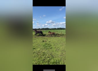 Icelandic Horse, Mare, Foal (06/2024), Brown