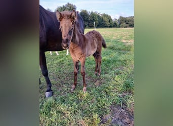 Icelandic Horse, Mare, Foal (06/2024), Brown