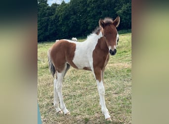 Icelandic Horse, Mare, Foal (07/2026), Pinto