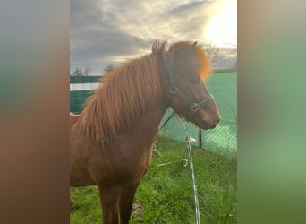 Icelandic Horse, Stallion, 10 years, 13.2 hh, Chestnut