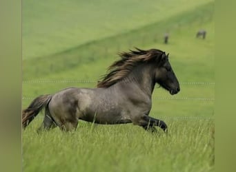 Icelandic Horse, Stallion, 10 years, 13.2 hh, Dun