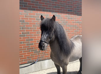 Icelandic Horse, Stallion, 10 years, 13.2 hh, Dun